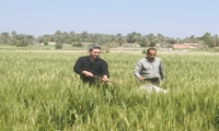 بازدید مدیر جهاد کشاورزی عنبراباد در جنوب کرمان از روند پایش سن گندم